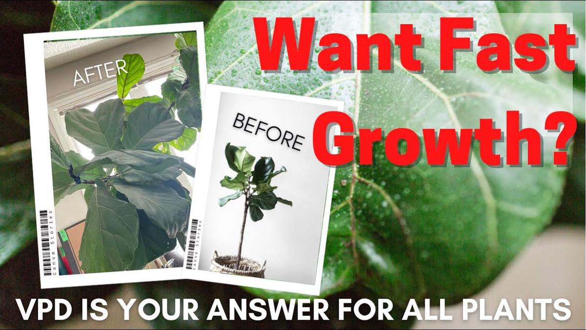 'Video thumbnail for How To Get Houseplants To Grow Fast With Science. Why Vapour Pressure Deficit Matter For Houseplants'