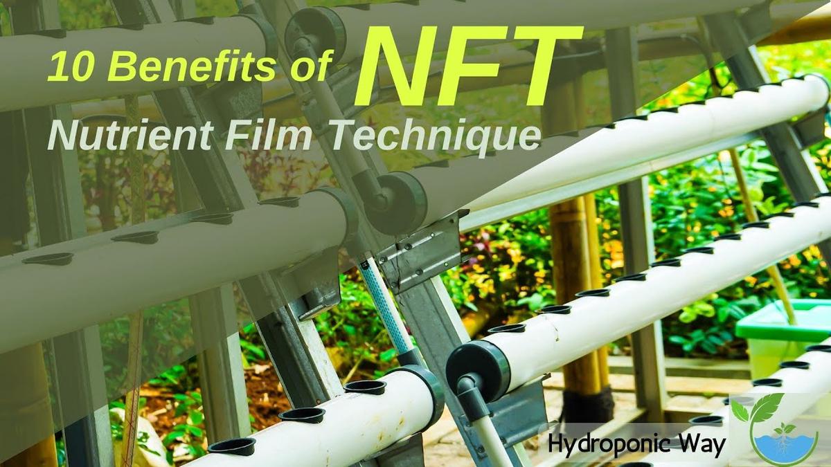 'Video thumbnail for Top 10 Benefits of NFT Hydroponics | Hydroponic Way'