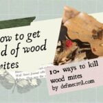 How to get rid of wood mites