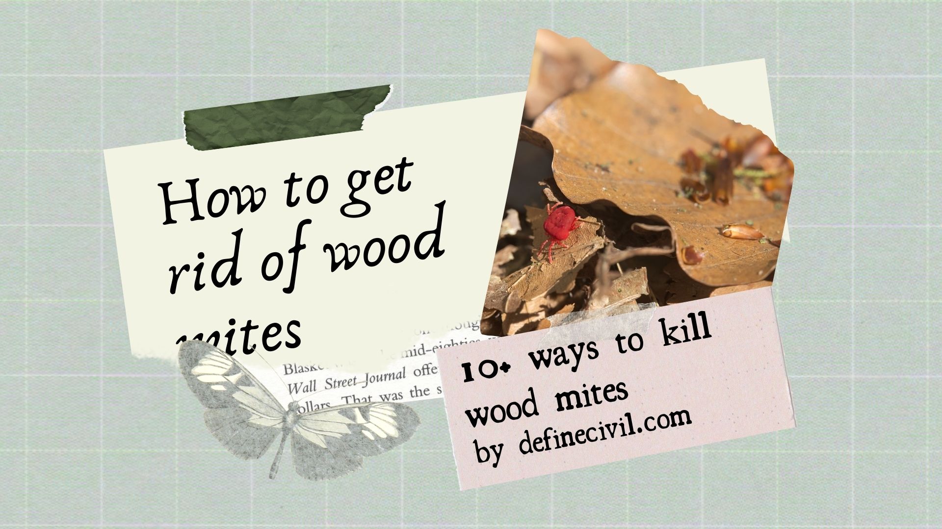 How to get rid of wood mites