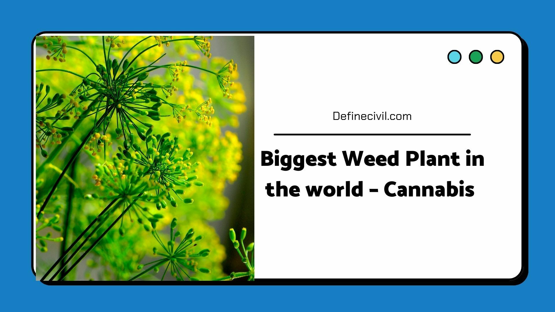 Biggest-Weed-Plant-in-the-world-–-Cannabis