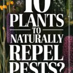 Companion Planting Guide for Pest Control