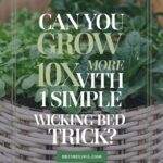 DIY Wicking Bed for Water-Efficient Gardening