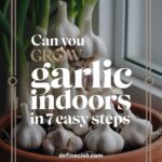 How to Grow Garlic Indoors