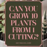 How to Propagate Plants from Cuttings