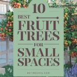 The Best Fruit Trees for Small Spaces