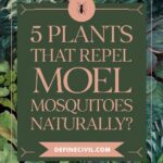 The Best Plants for Natural Mosquito Repellent