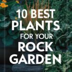 The Best Plants for Rock Gardens