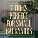 The Best Trees for Small Backyards