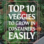 The Best Vegetables for Container Gardening